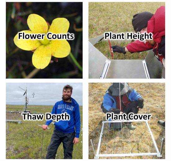Explore Data page four pictures with of arctic research, a flower, thaw depth, leaf measurments, and cover
